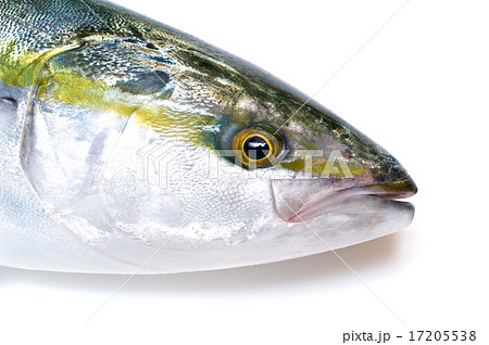 ハマチの頭 ハマチの頭 17205538