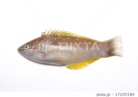 ササノハベラ ササノハベラ 17205580