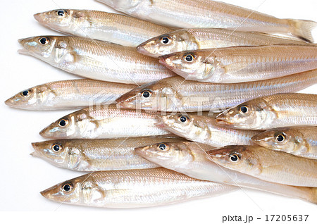 シロギス 17205637