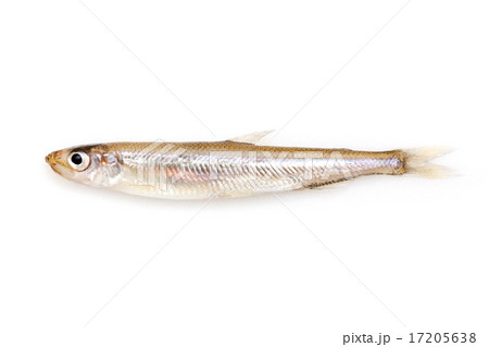 ワカサギ ワカサギ 17205638