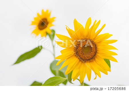 ひまわり ひまわり 17205686