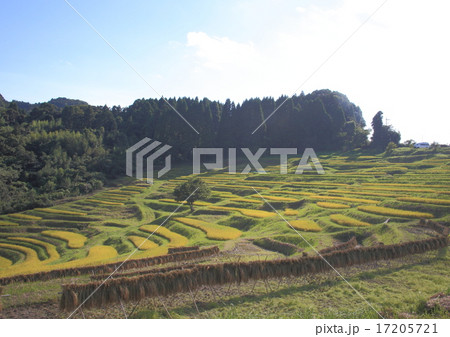 大山千枚田 大山千枚田 17205721