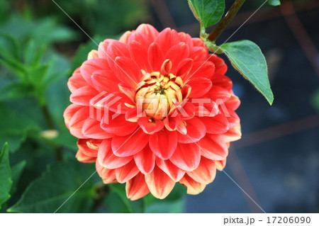 ダリア 17206090
