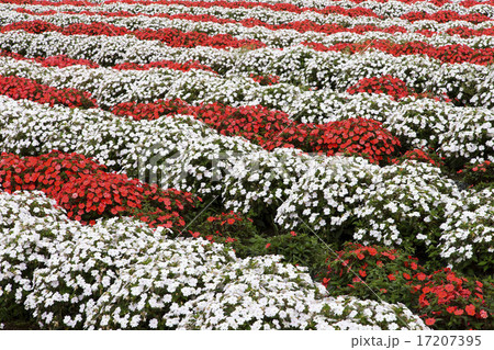サンパチェンスの花園 17207395
