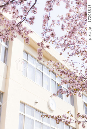 学校と桜 17208313
