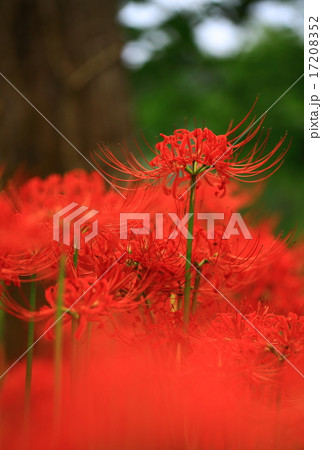 彼岸花 曼珠沙華の花の写真素材 1752