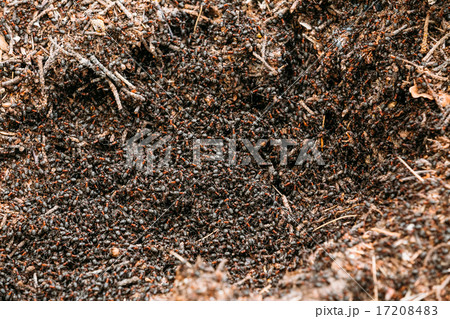 Red Forest Ants Formica Rufa In Anthill Macro Photo Red Forest Ants Formica Rufa In Anthill Macro Photo 17208483