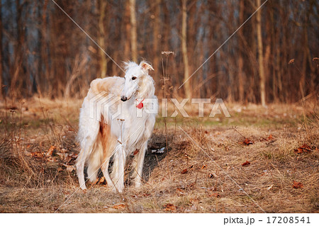 Dog Russian Borzoi Wolfhound Head , Outdoors Spring Autumn Time 17208541
