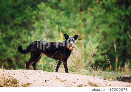 Small Size Black Hunting Dog In Spring, Summer Forest 17209073