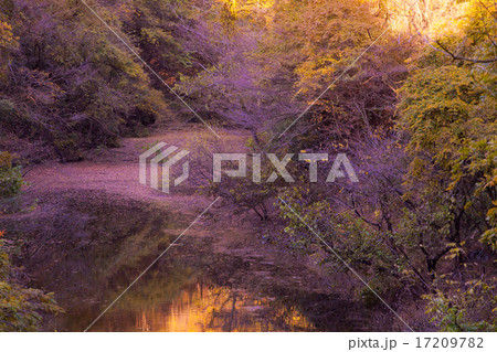 秋の梅田湖 17209782