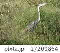 ケニアのズグロアオサギ 17209864