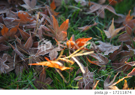 もみじの落葉 17211874