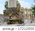 エフェス遺跡の猫 17212050