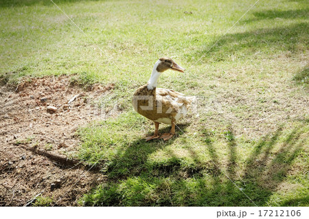 Brown duck waking in the meadow Brown duck waking in the meadow 17212106