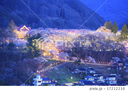 高遠城址公園の桜のライトアップ 長野県伊那市の写真素材