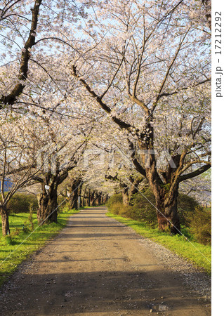 北上展勝地の桜並木　岩手県北上市 17212292