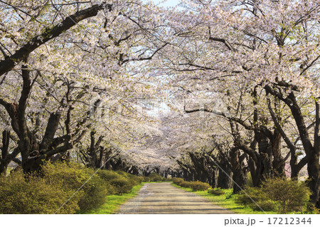 北上展勝地の桜並木　岩手県北上市 17212344