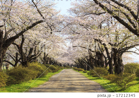 北上展勝地の桜並木　岩手県北上市 17212345