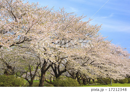 北上展勝地の桜並木　岩手県北上市 17212348