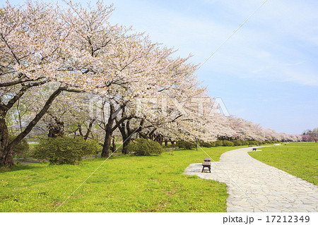 北上展勝地の桜並木　岩手県北上市 17212349