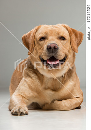 Labrador sitting in front of gray background 17212526