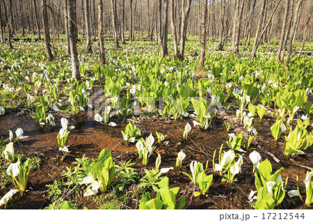 刺巻湿原のミズバショウ群生地　秋田県仙北市田沢湖 17212544
