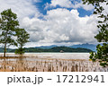 shallow water with tree 17212941