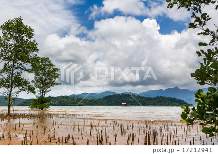 shallow water with tree 17212941