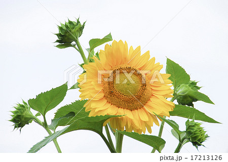ひまわり 17213126