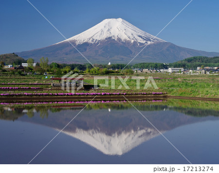 シバザクラ咲く シバザクラ咲く 17213274