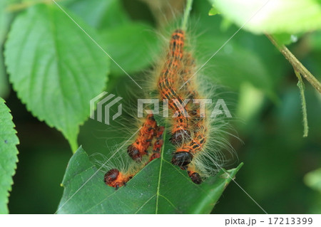 生き物 昆虫 ツマキシャチホコ、幼虫です。派手なうえに集団でいるので遠くからでも目立ちます 生き物 昆虫 ツマキシャチホコ、幼虫です。派手なうえに集団でいるので遠くからでも目立ちます 17213399