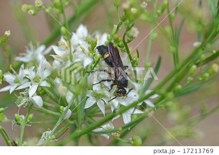 キオビツチバチ（黄帯土蜂） 17213769