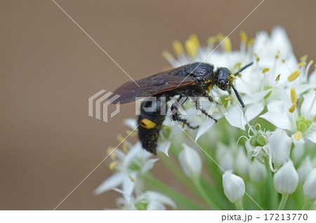 キオビツチバチ（黄帯土蜂） 17213770