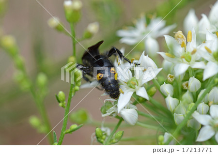 キオビツチバチ(黄帯土蜂) キオビツチバチ(黄帯土蜂) 17213771