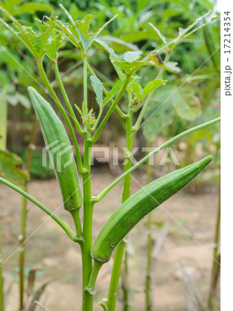 Okra plant with fruit 17214354