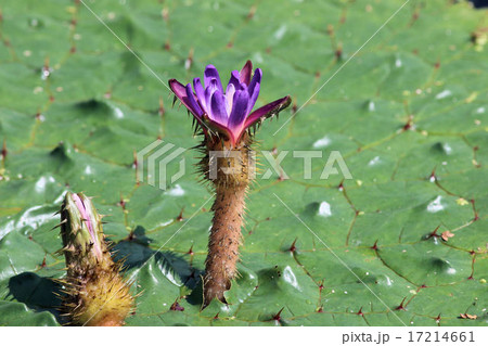 オニバス オニバス 17214661