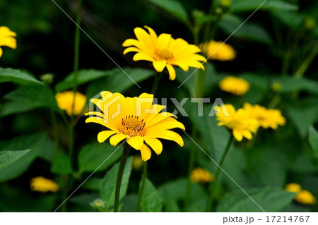 ヒメヒマワリ ヒメヒマワリ 17214767