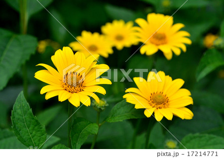 ヒメヒマワリ 17214771