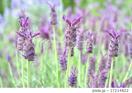フレンチラベンダー フレンチラベンダー 17214822