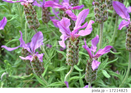 フレンチラベンダー 17214825