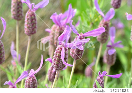 フレンチラベンダー 17214828