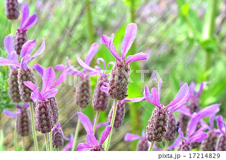 フレンチラベンダー 17214829