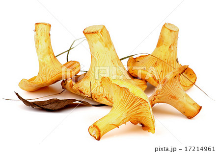 Raw Chanterelles 17214961