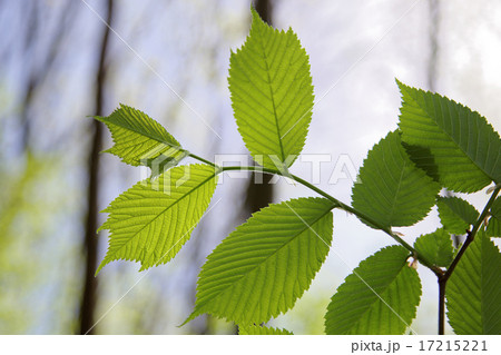 Green deciduous forest on a sunny day. Green deciduous forest on a sunny day. 17215221