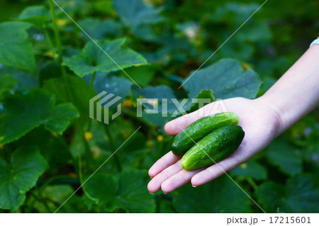 human hand with cucumbers on the green plants background 17215601