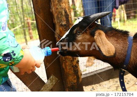 young baby goat drink milk from nipple bollte 17215704