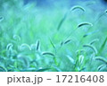 緑 17216408
