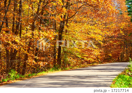 Autumn scene with road 17217714