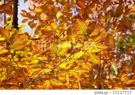 Autumn yellow leaves background 17217717