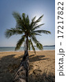 iconic palm on Koh Mak beach Thailand 17217822